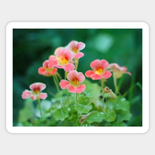 Nasturtium flowers photo Sticker